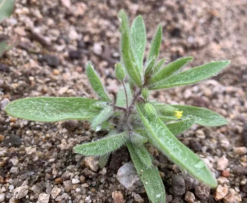 False Monkeyflower