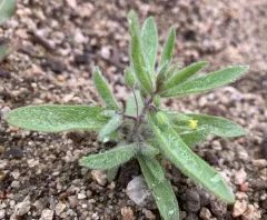 False Monkeyflower thumbnail 1