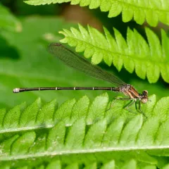 Blue-tipped Dancer thumbnail 1