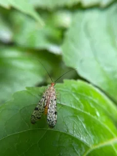 Panorpa submaculosa thumbnail 3