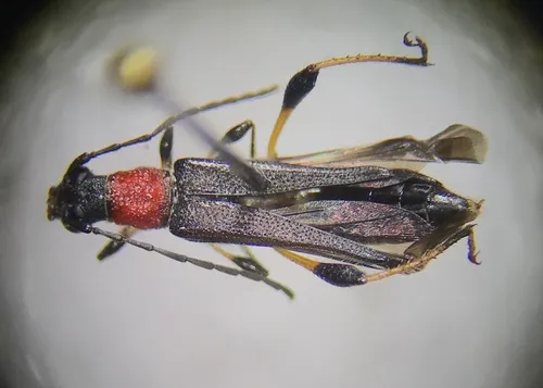 Callimoxys ocularis