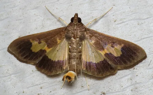 Pickleworm Moth