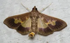 Pickleworm Moth thumbnail 1