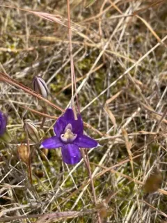 Indian Valley Brodiaea thumbnail 2