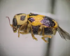 Pachybrachis tridens thumbnail 2
