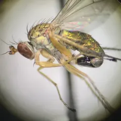 Dolichopus bifractus thumbnail 4