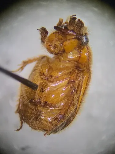 Parochodaeus duplex