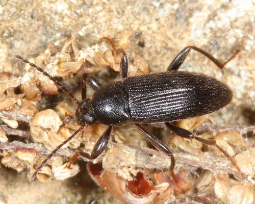 Lobopoda nigrans