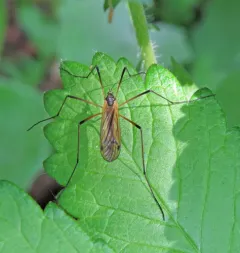 Prionolabis rufibasis thumbnail 4