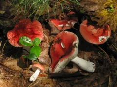 Russula rugulosa thumbnail 2