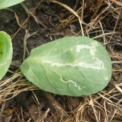 Cabbage leafminer thumbnail 4
