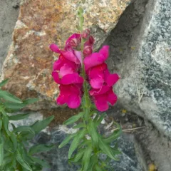 Snapdragon thumbnail 2
