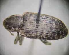 Listronotus humilis thumbnail 2