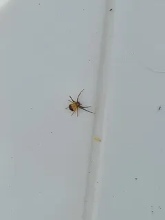 Black-banded Crab Spider thumbnail 3