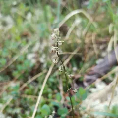 Alpine Meadow-rue thumbnail 3