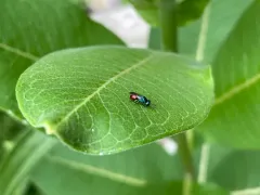 Omalus biaccinctus thumbnail 3
