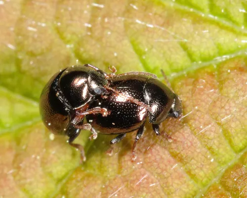 Brassy Ball Leaf Beetle