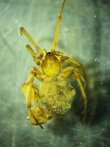 Enoplognatha joshua