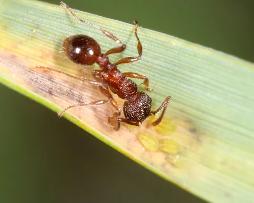 Yellow Sugarcane Aphid