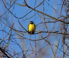 Great Kiskadee thumbnail 2
