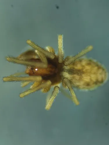 Phantyna terranea