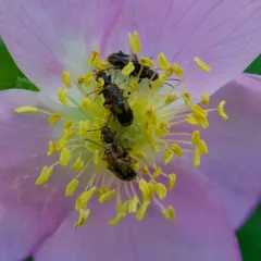 Silver-backed Orsodacnid Beetle thumbnail 4