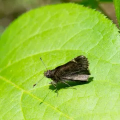 Common Roadside-Skipper thumbnail 1