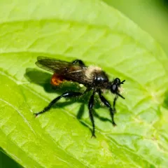 Orange-tailed Laphria thumbnail 3
