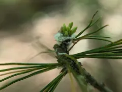 Pine Woolly-aphid thumbnail 4