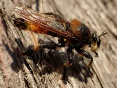Laphria asturina thumbnail 4
