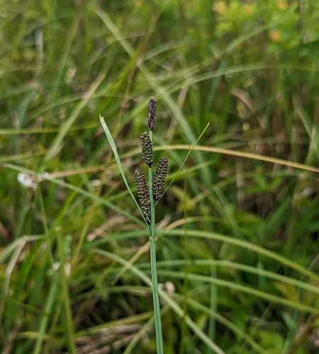 smooth black sedge