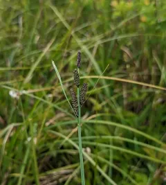smooth black sedge thumbnail 1