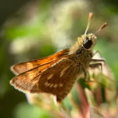 Sonoran Skipper thumbnail 2