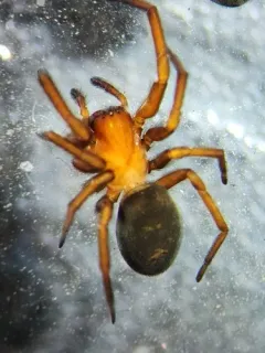 Titanoeca nivalis thumbnail 2