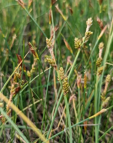 Mackenzie's sedge