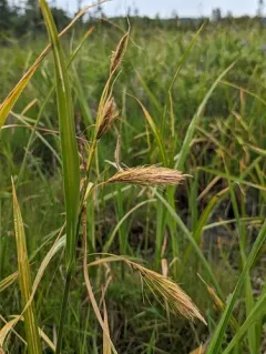 chaffy sedge thumbnail 1