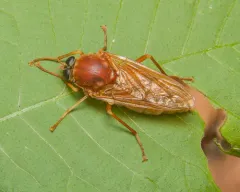 Stink Fly thumbnail 3