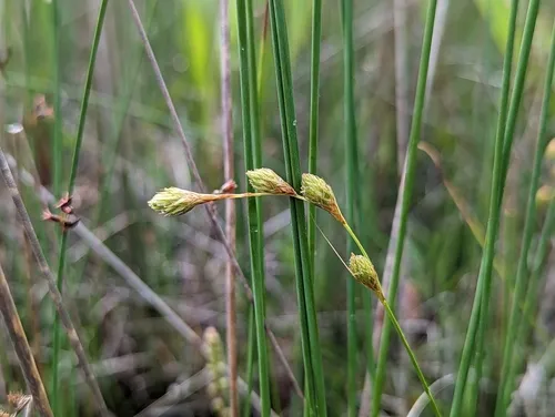 marsh straw sedge