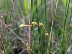 marsh straw sedge thumbnail 1