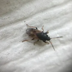 Introduced Dirt-colored Seed Bug thumbnail 2