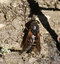 Yellowjacket Horse Fly thumbnail 4