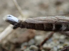 Promachus dimidiatus thumbnail 4