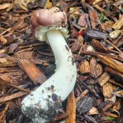 Wine-cap Stropharia thumbnail 4