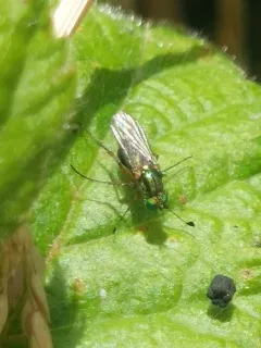 Dolichopus occidentalis thumbnail 3
