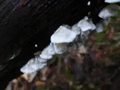 Netted Crust thumbnail 2