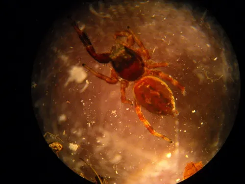 Black-marked Jumping Spider