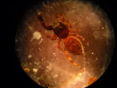 Black-marked Jumping Spider thumbnail 1