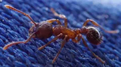 Broken-horned Ant thumbnail 4