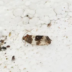 Poplar Leafroller Moth thumbnail 3
