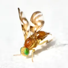 Parsnip Leaf Miner thumbnail 4